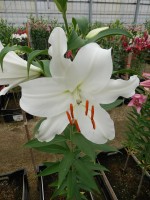 [4531 VH07 No02.JPG]